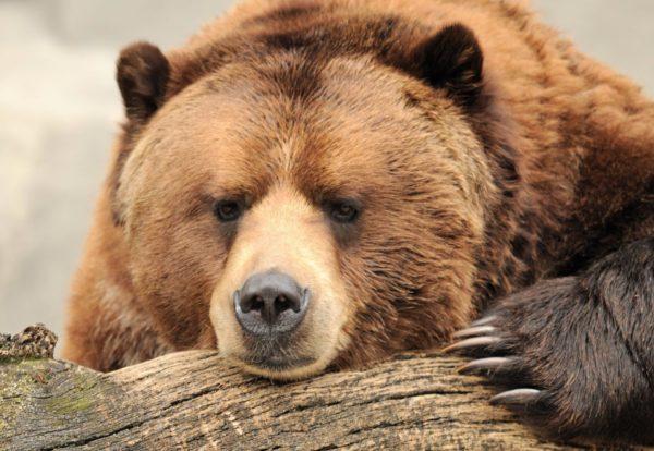 Por que sonhar com um urso para uma mulher grávida 