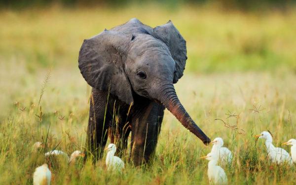 Por que o elefante está sonhando 