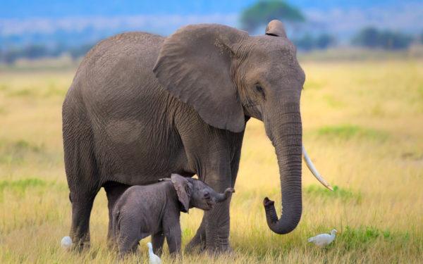 Elefante bebê sonhou com a mãe 