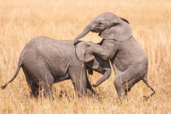 Elefante bebê em um sonho 