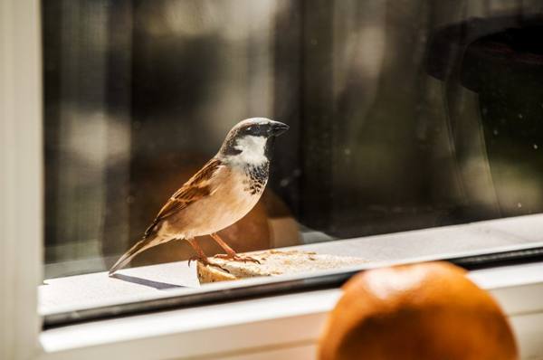 pássaro perto da janela 