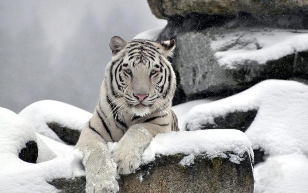 Por que o tigre branco está sonhando 