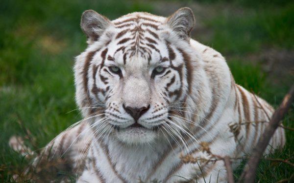 Sonhei com um grande tigre branco 