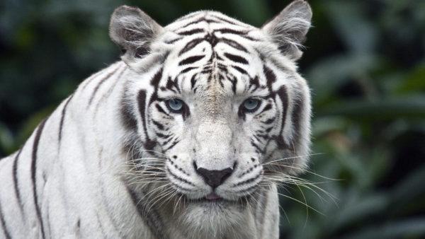 Tigre branco 