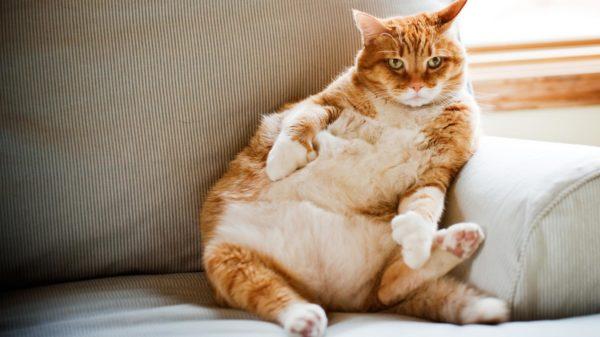 Gato grande 