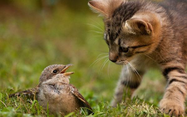 Qual é o sonho de um gato cinza 