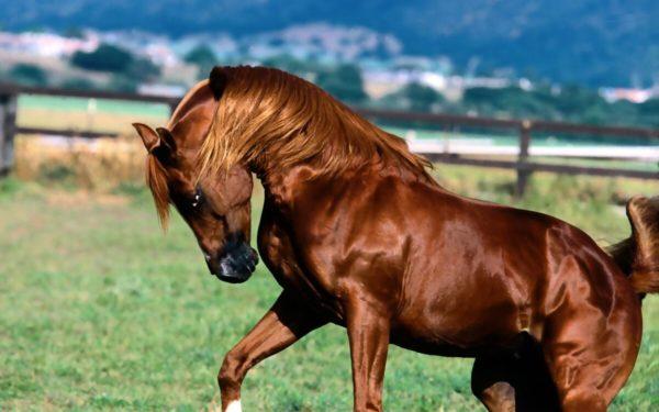 Cavalo marrom 
