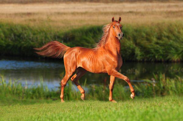 Por que um cavalo marrom sonha 
