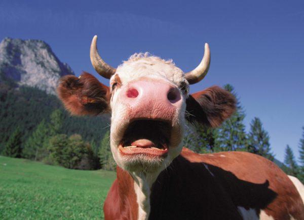 Ataques de vacas de interpretação de sonhos  