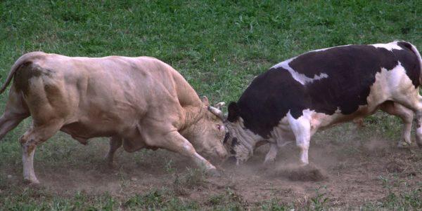Animais se chocam 