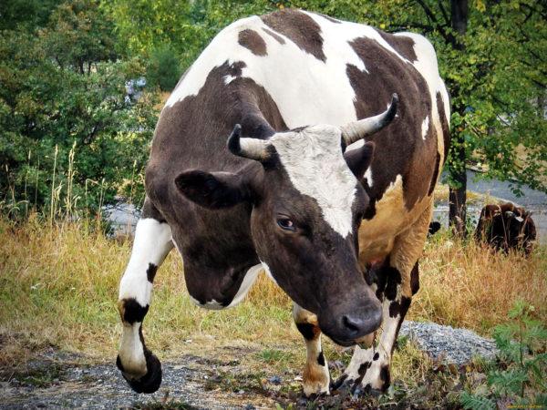 Vaca açougueira 