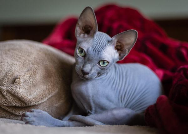 Gato Sphynx 