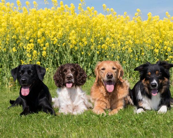 Muitos cachorros gentis 