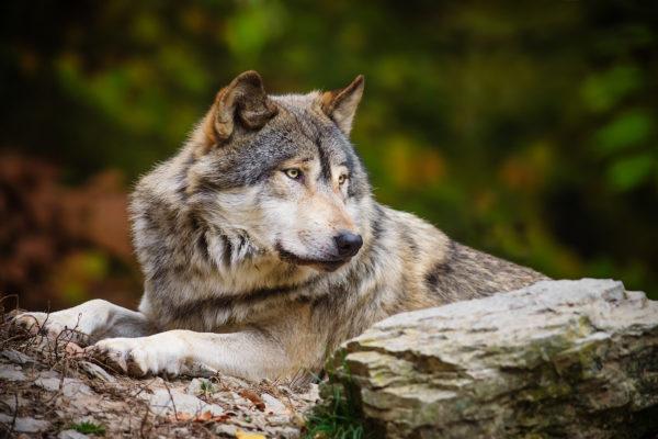 por que os lobos sonham 