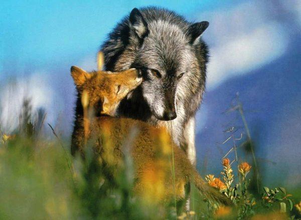 Por que sonhar com um lobo e uma raposa 