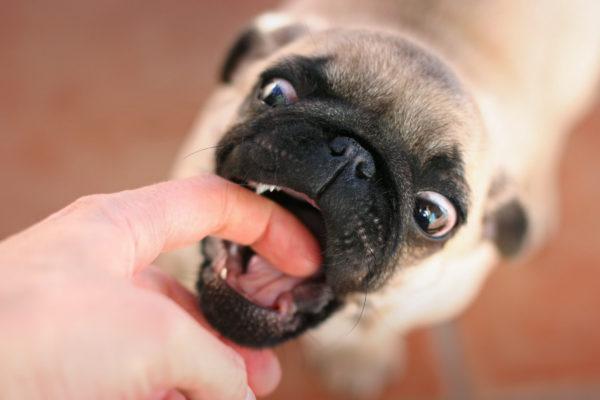 Qual é o sonho de um cachorro que quer morder 