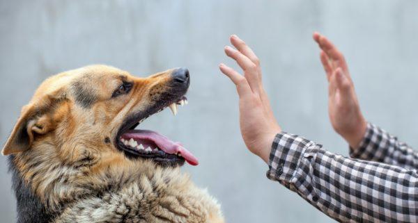 Cachorro sem teto 