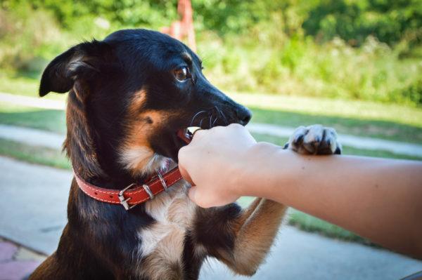 Ajudou a lutar contra o cão atacante 