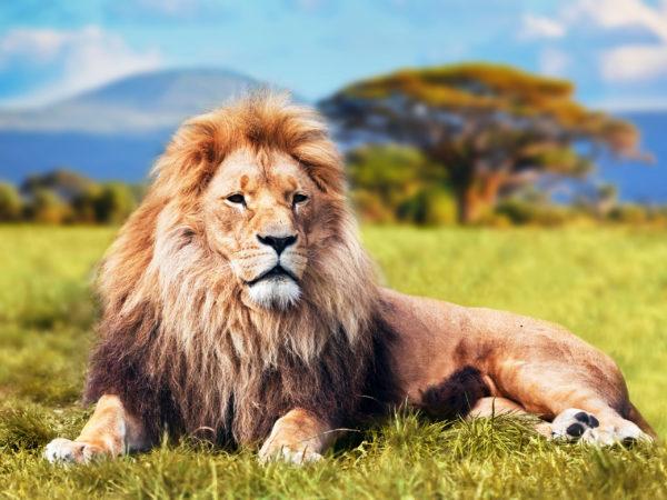 Leo - um símbolo de riqueza 