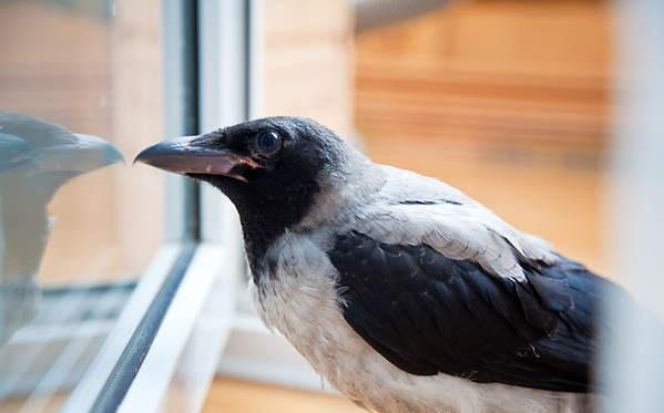 corvo bate na janela 