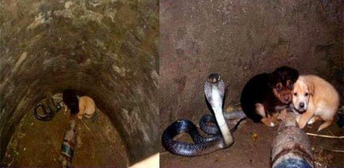 Como a cobra salvou os filhotes, e os filhotes salvaram a cobra