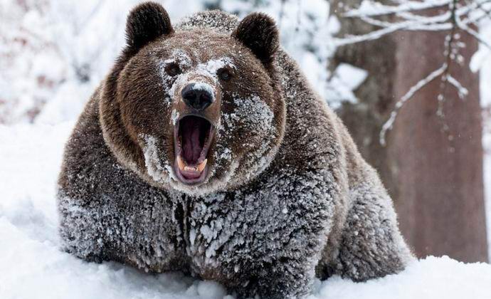 Como um urso perseguindo um snowboarder. Vídeo