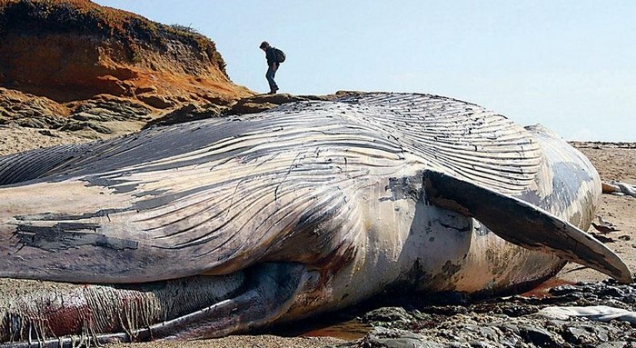 Como a carcaça de uma baleia gigante acabou no topo de um penhasco?