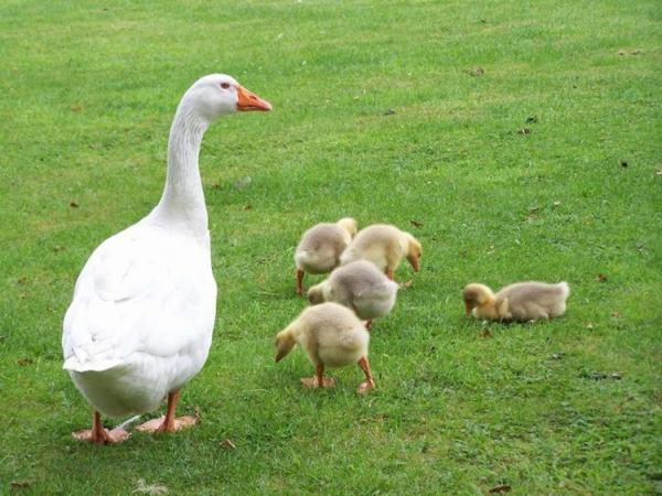 Sinais com pássaros domésticos e selvagens 