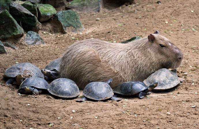 A capivara é um roedor misticamente atraente que todo mundo adora.