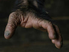 Toda 13ª pessoa tem um pé dobrável, como um chimpanzé, mas não sabe disso