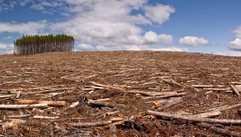 Todo dia na Terra desaparece um pedaço de floresta de Nova York