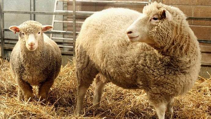 Os chineses começarão a clonagem comercial de animais