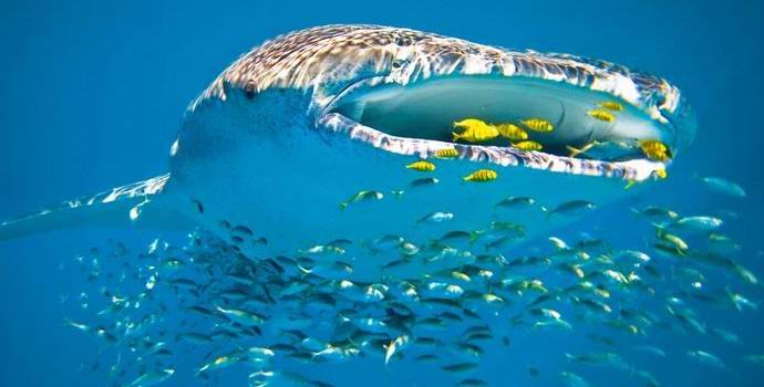 O tubarão-baleia se tornou a estrela da Internet, se deleitando na rede de pesca