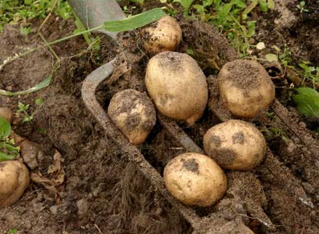 Alguns segredos das batatas comuns para nós