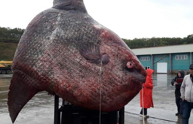 O colossal peixe-lua foi capturado nas Ilhas Curilas