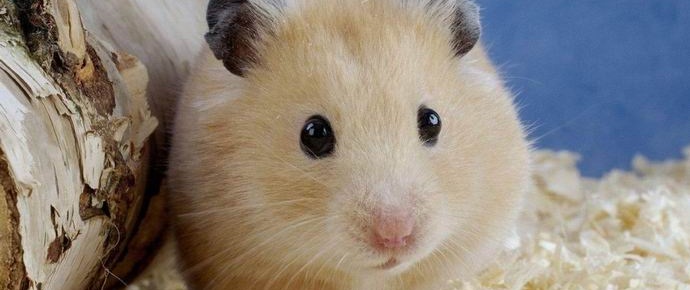 A professora coreana comeu um hamster na frente das crianças