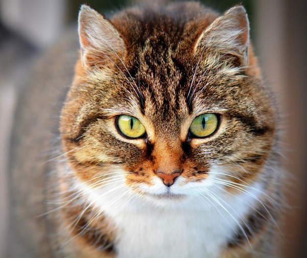Gato em casa - presságios populares 
