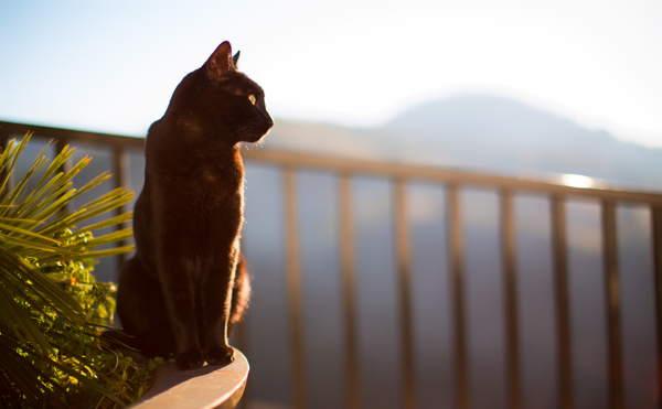 GATO PRETO 
