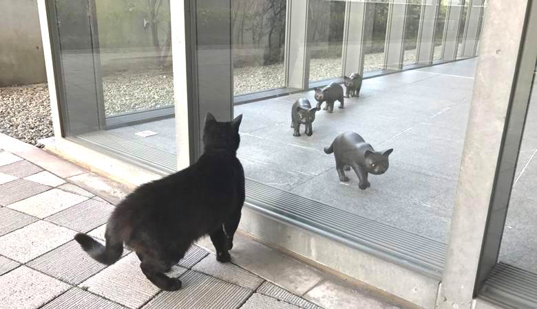 Os gatos, por algum motivo, tentam entrar no museu japonês