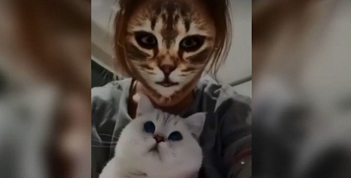 Gatos ficam chocados com