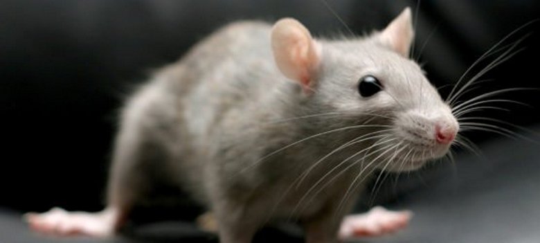 Um rato pode assustar não apenas uma pessoa, mas também um gato
