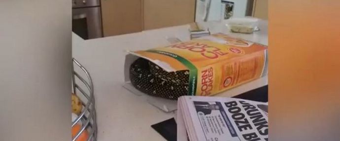 Compre Python em vez de flocos de milho