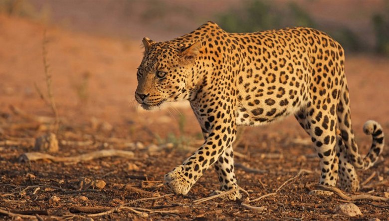 Leopard veio ao povo para comemorar o Ano Novo