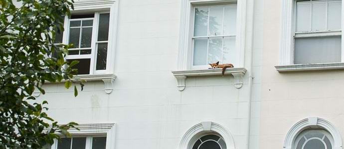 A raposa, dormindo no peitoril da janela, atingiu os habitantes de Londres