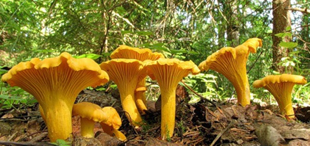 Chanterelles não têm medo de vermes