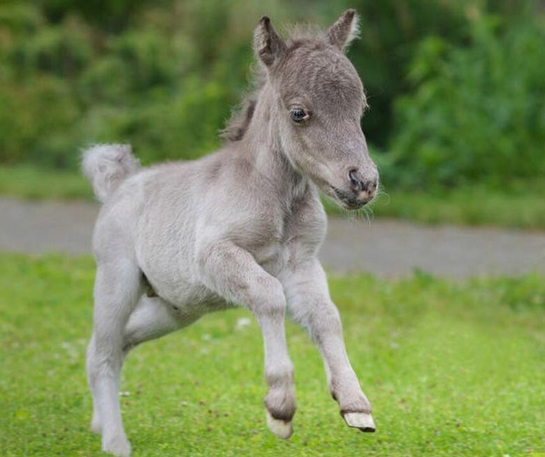 Cavalo do tamanho de um gato