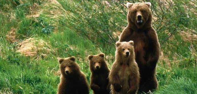 Um urso corrige câmeras na reserva Khingan