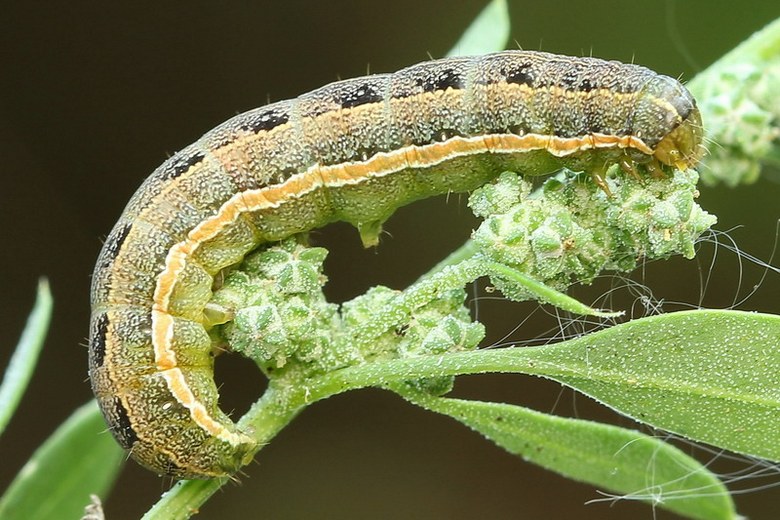 O mecanismo de proteção de plantas é simplesmente incomparável