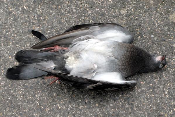 sinais de uma pomba morta 