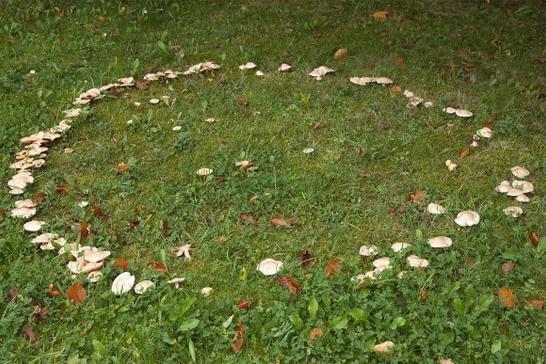 Anéis de cogumelos míticos: o que é isso